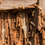 How to Get Rid of Termites